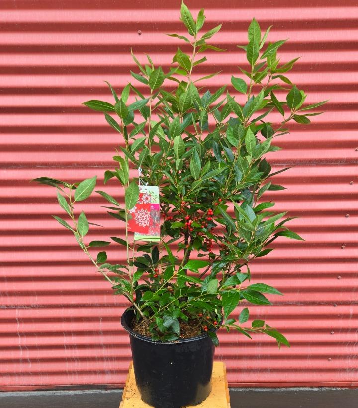Ilex verticillata 'Winter Red' #3
