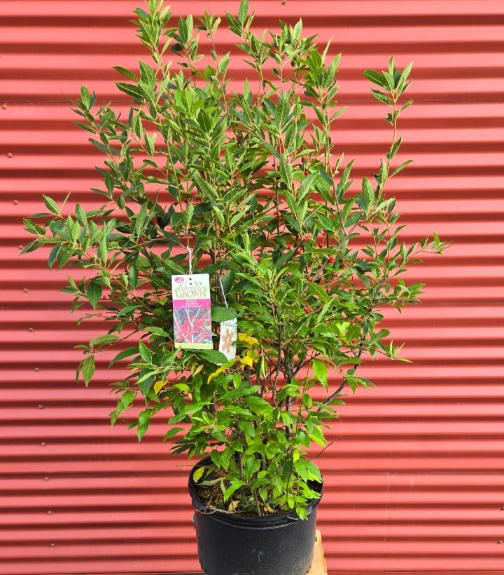 Ilex verticillata 'Winter Red' #5