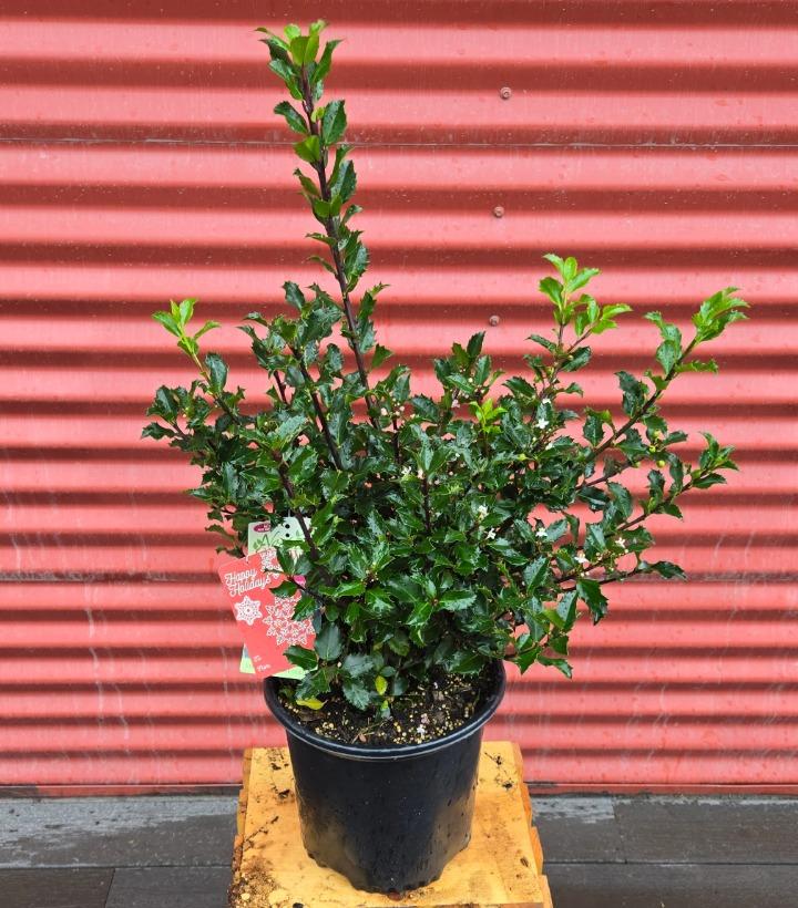 Ilex x meserveae 'Berryific' #2