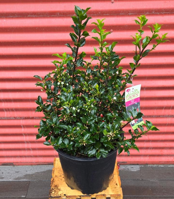 Ilex x meserveae 'Berryific' #3