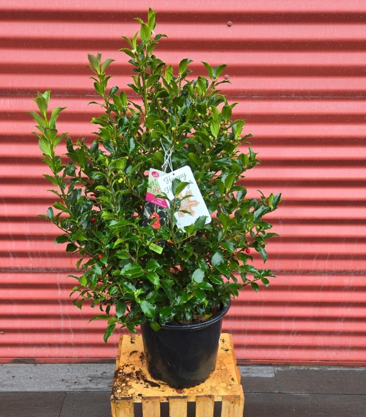 Ilex x meserveae 'Blue Maid' #2
