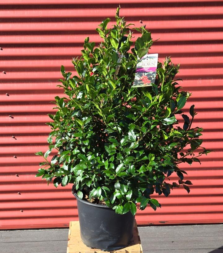 Ilex x meserveae 'Blue Maid' #3