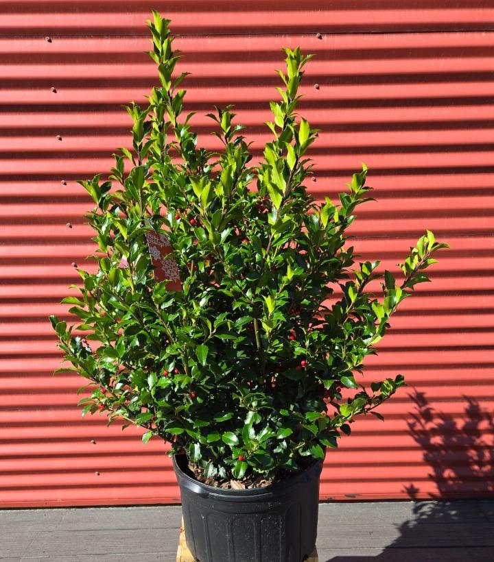 Ilex x meserveae 'Blue Maid' #5