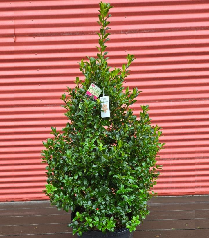 Ilex x meserveae 'Blue Maid' #10