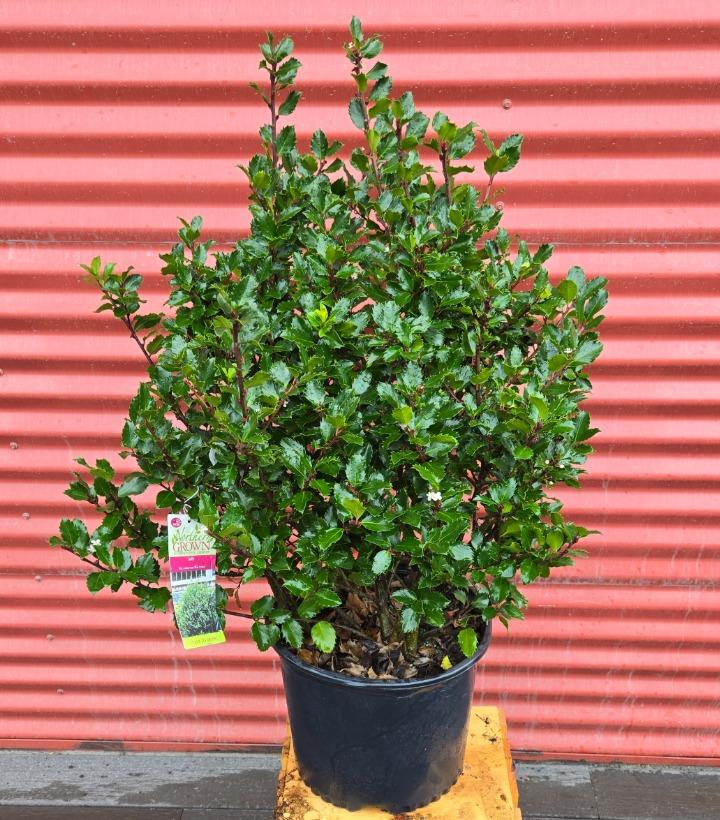 Ilex x meserveae 'Blue Prince' #3