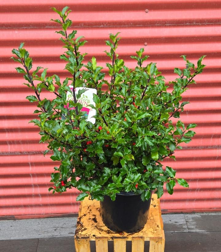 Ilex x meserveae 'Blue Princess' #2