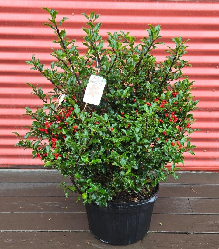 Ilex x meserveae 'Blue Princess' #5