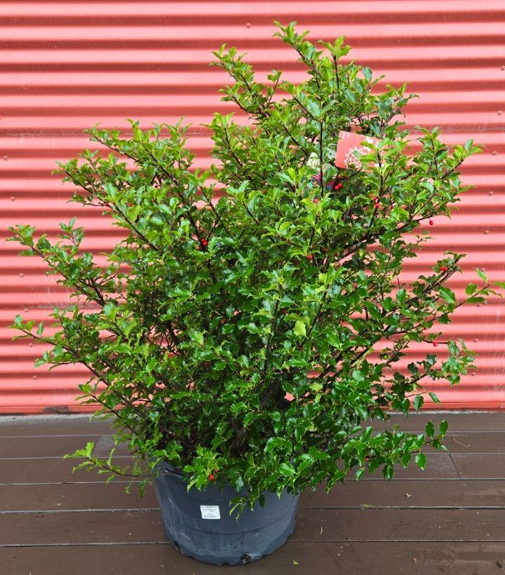 Ilex x meserveae 'Blue Princess' #10