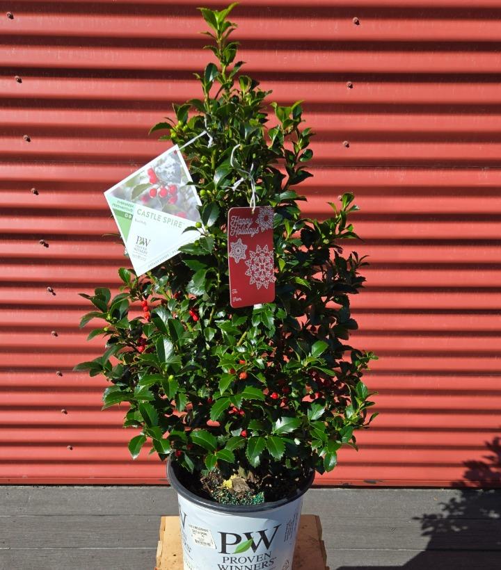 Ilex x meserveae Castle Spire® #2