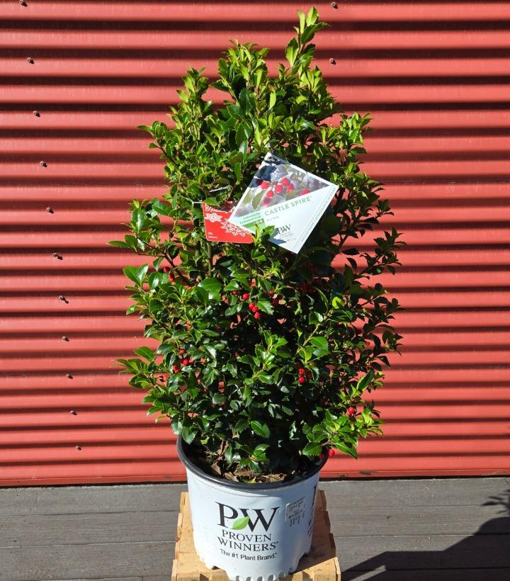 Ilex x meserveae Castle Spire® #3
