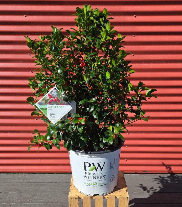Ilex x meserveae Castle Spire® #5