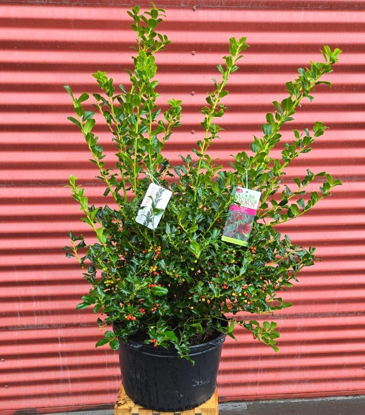 Ilex x meserveae China Girl® #5