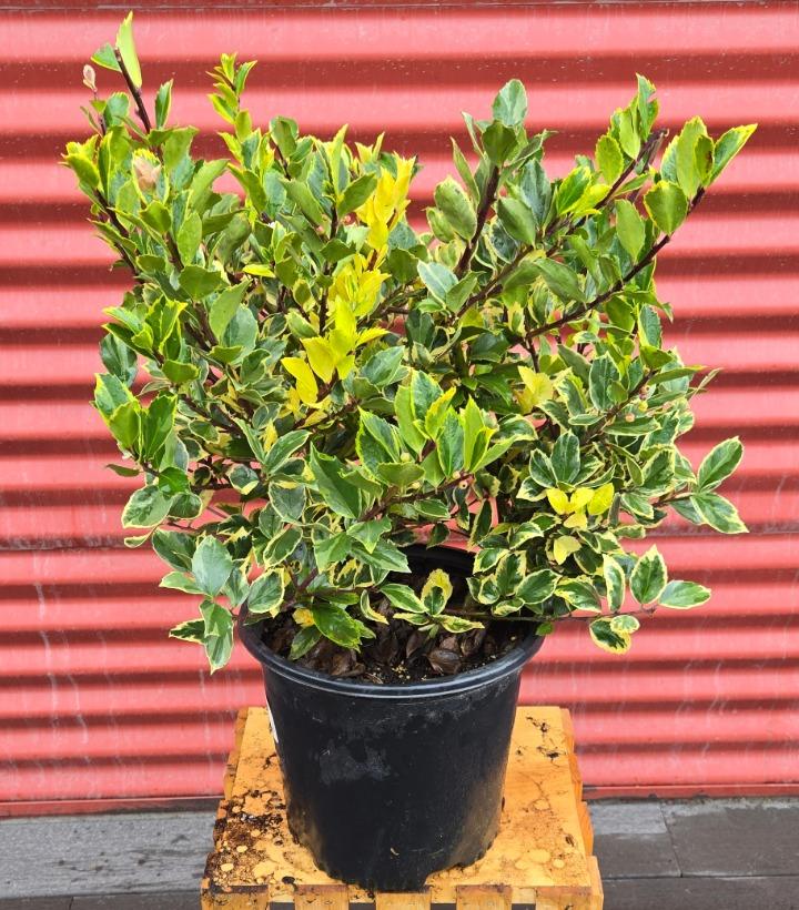 Ilex x meserveae 'Honey Maid' #2