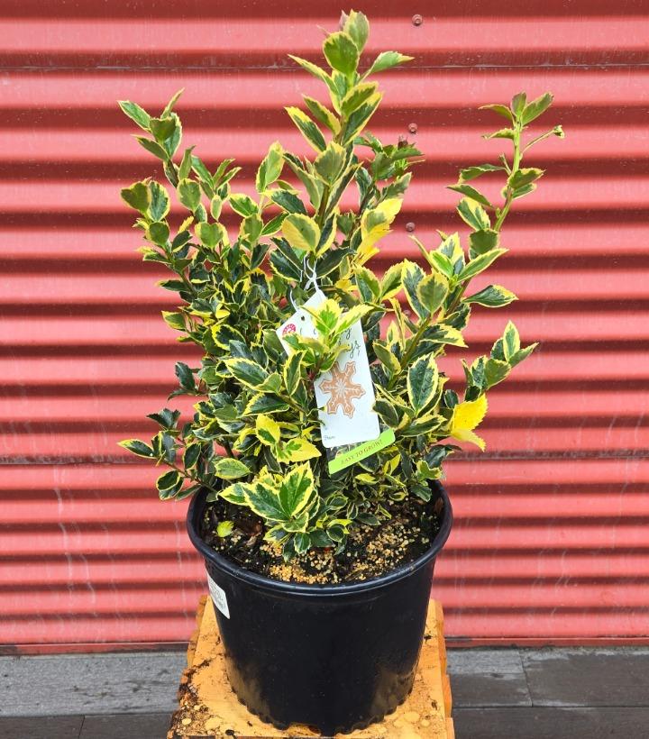 Ilex x meserveae 'Honey Maid' #3