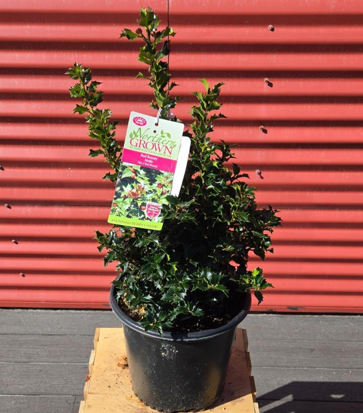 Ilex x Red Beauty™ #2
