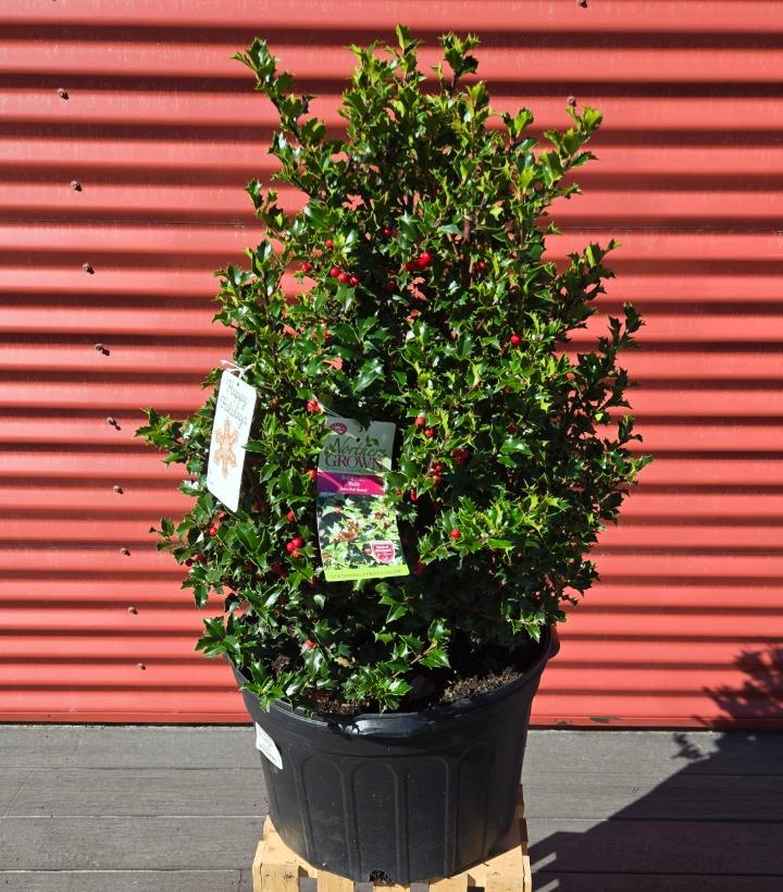 Ilex x Red Beauty™ #5