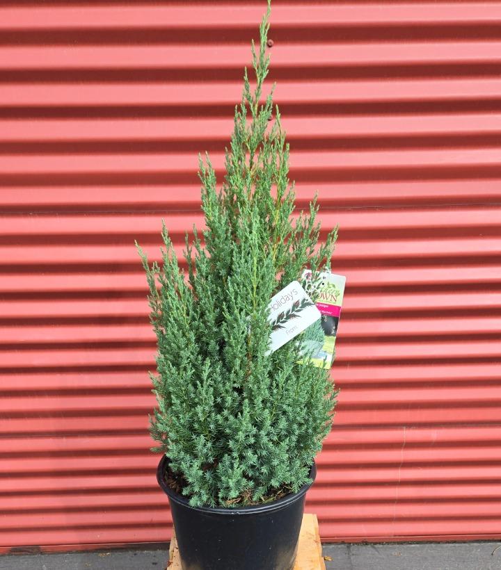 Juniperus chinensis 'Blue Point' #3