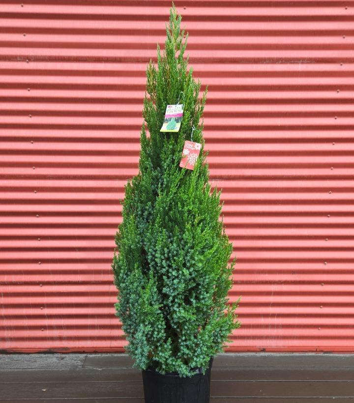 Juniperus chinensis 'Blue Point' #7
