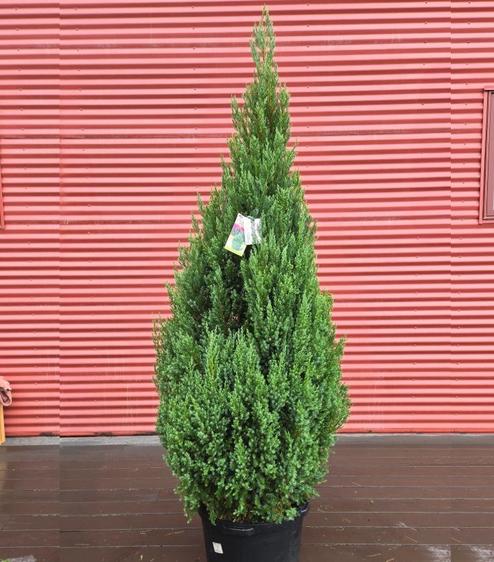 Juniperus chinensis 'Blue Point' #10