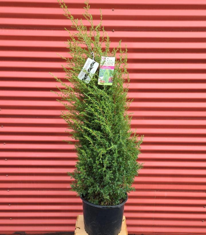 Juniperus communis 'Gnom' #3