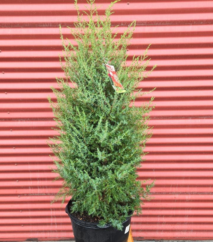 Juniperus communis 'Gnom' #5