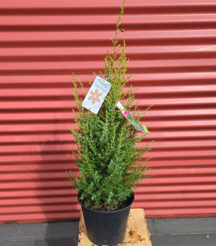 Juniperus communis 'Gold Cone' #2
