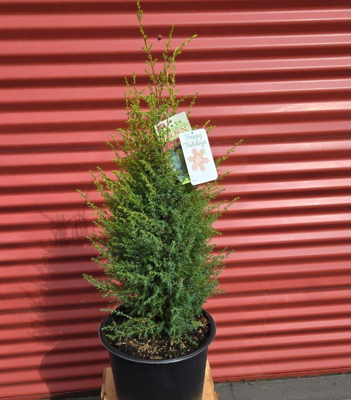 Juniperus communis 'Gold Cone' #3