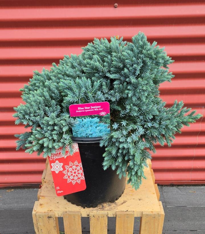 Juniperus squamata 'Blue Star' #2