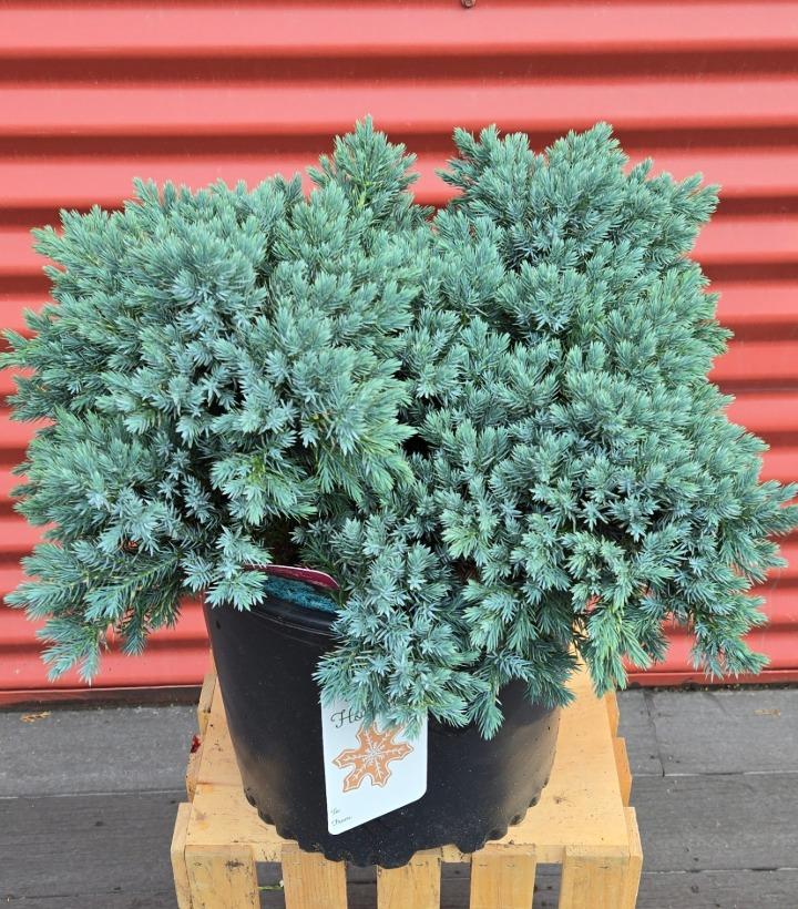 Juniperus squamata 'Blue Star' #3
