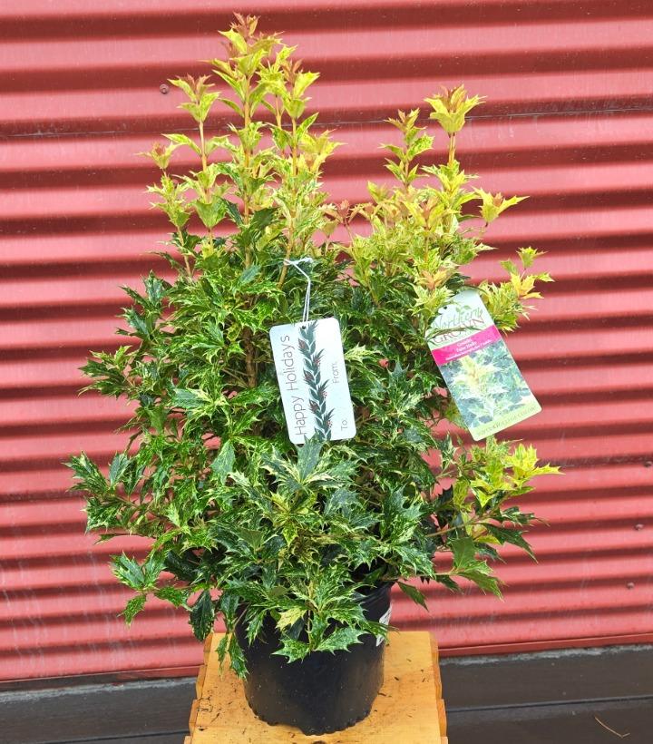 Osmanthus heterophyllus 'Goshiki' #2