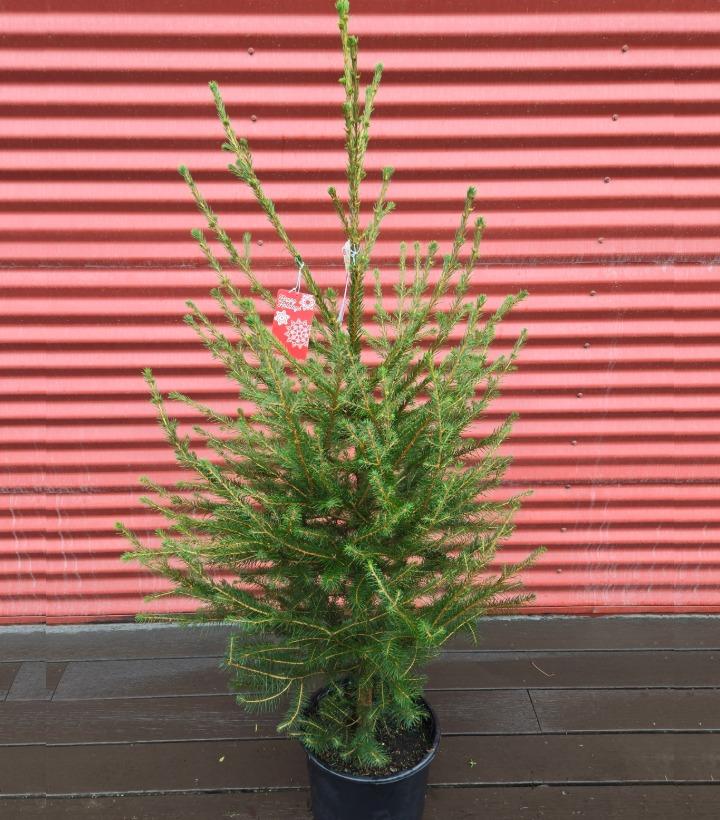 Picea abies #3