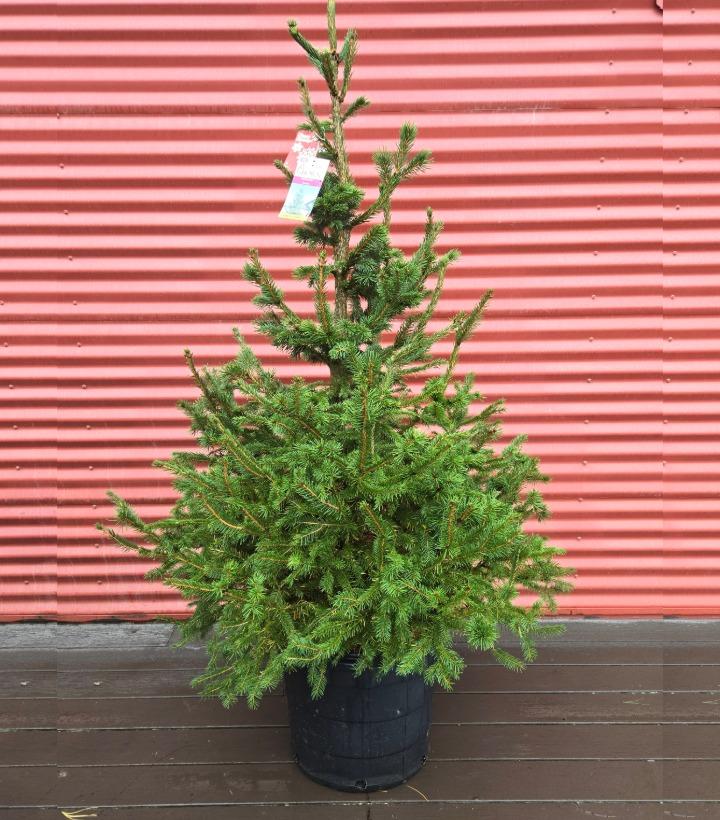 Picea abies #10