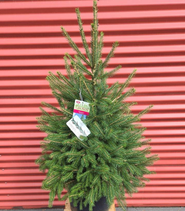 Picea glauca #5