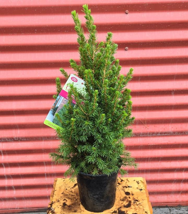 Picea glauca 'Conica' #1