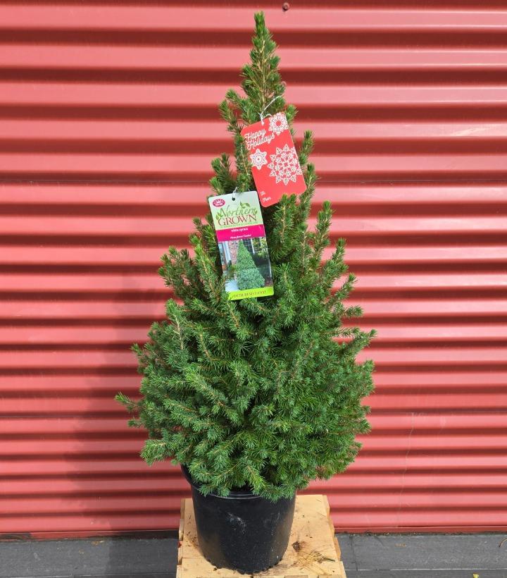 Picea glauca 'Conica' #2