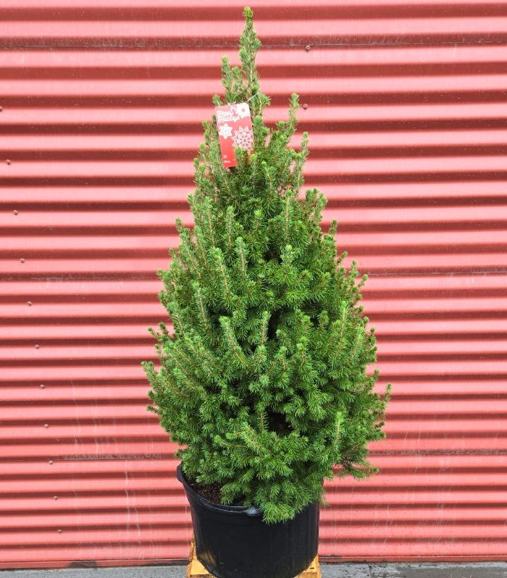Picea glauca 'Conica' #5