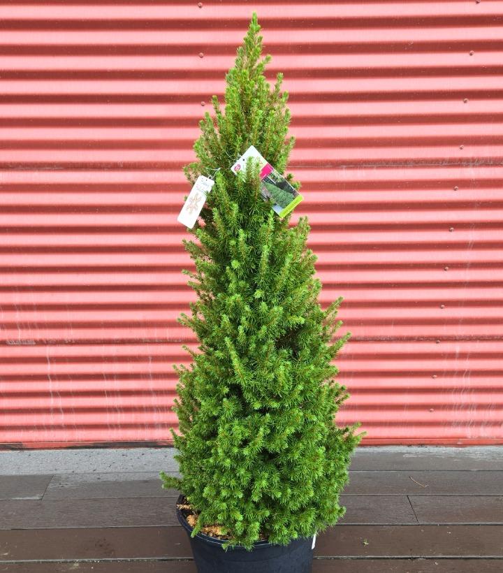 Picea glauca 'Conica' #7