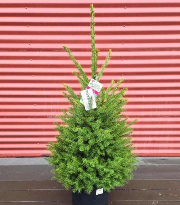 Picea glauca 'Densata' #5