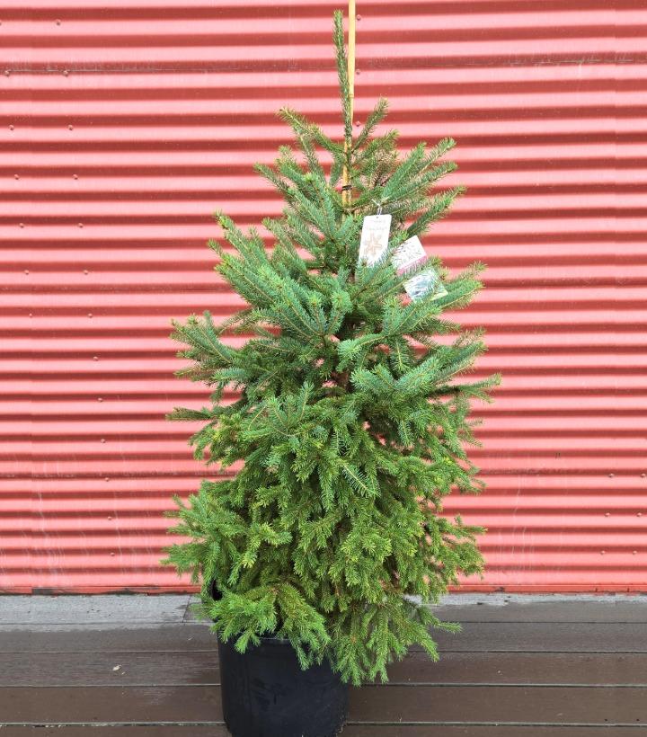 Picea glauca 'Montrose Charm' #7