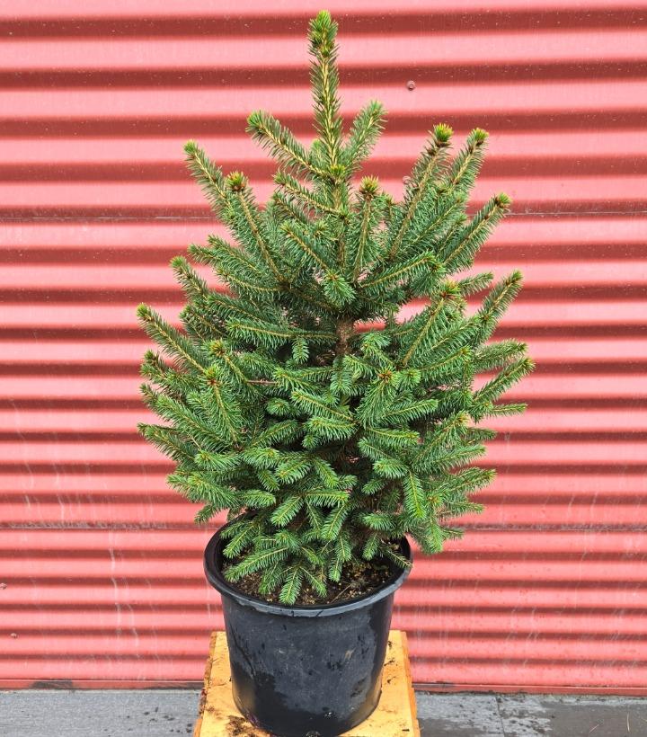 Picea meyeri #3