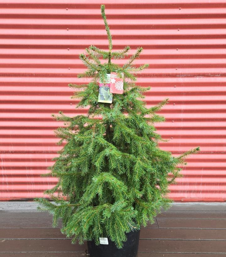 Picea omorika #7