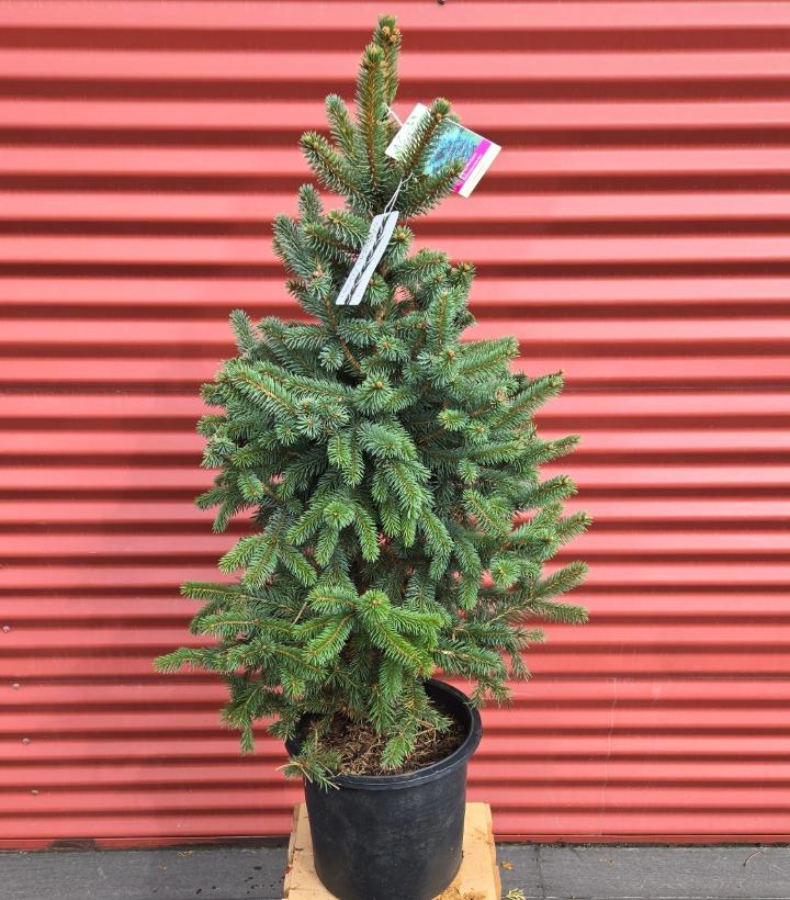 Picea pungens 'Baby Blue' #3