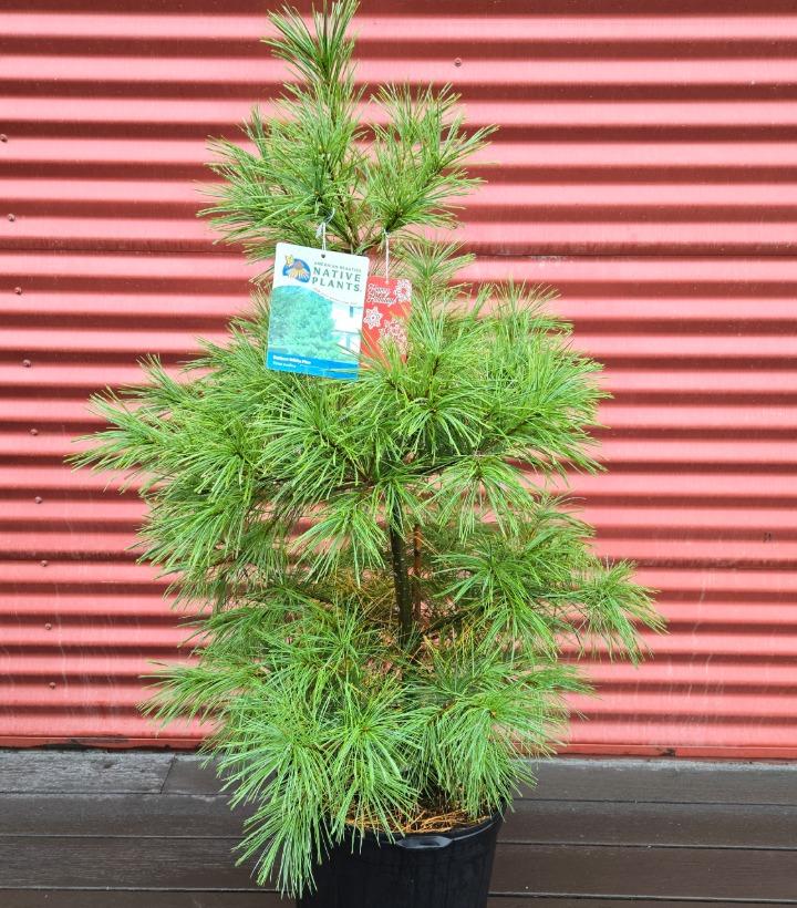 Pinus strobus #7