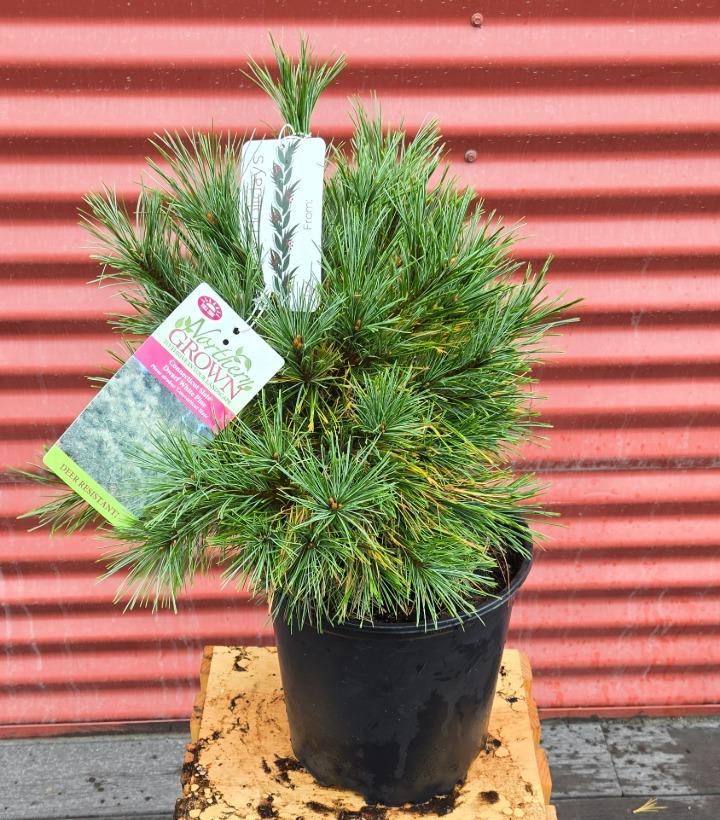 Pinus strobus 'Connecticut Slate' #2