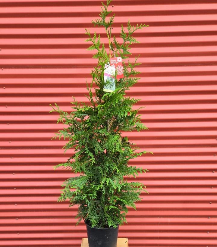 Thuja x 'Green Giant' #2
