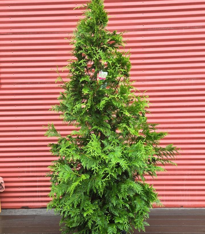 Thuja x 'Green Giant' #10