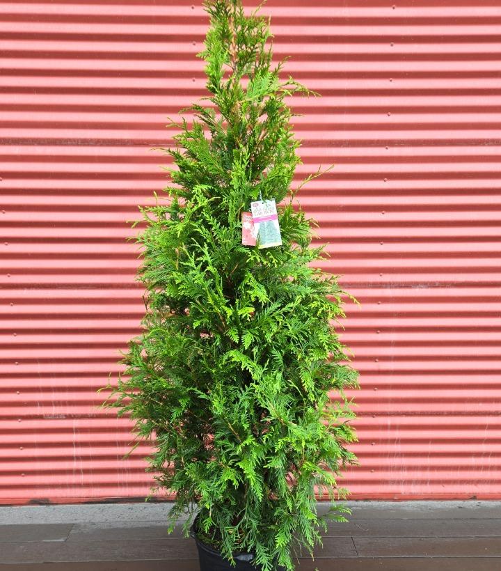 Thuja x 'Green Giant' #7