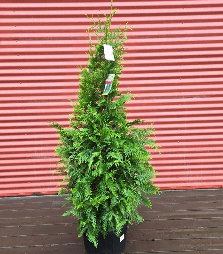 Thuja x 'Green Giant' #5