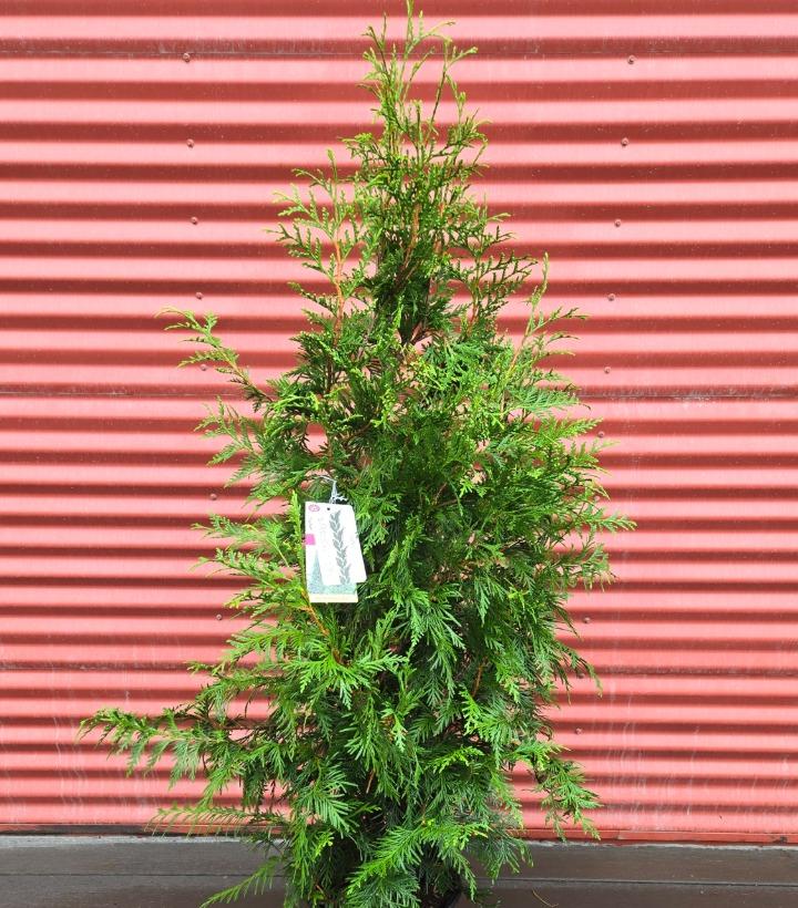 Thuja x 'Green Giant' #3