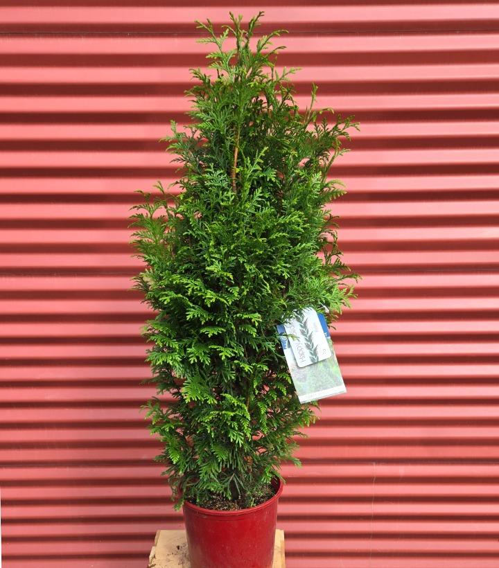 Thuja x plicata 'Junior Giant' #2
